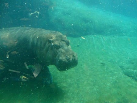 Hippo